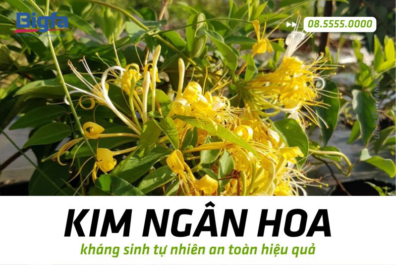 KIM NG N HOA